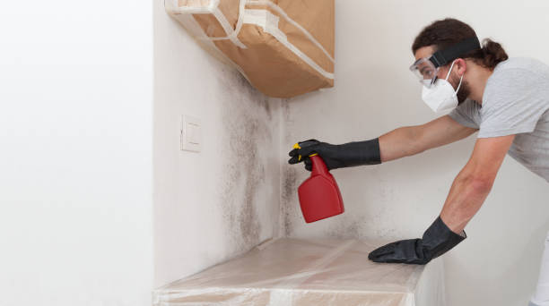 Professional Black Mold Removal technician working in Northport, NY